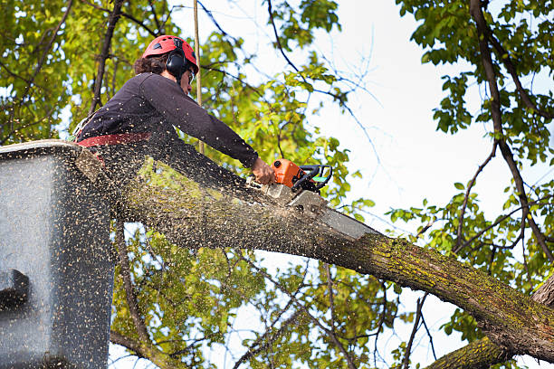 Best Hazardous Tree Removal  in St Andrews, SC